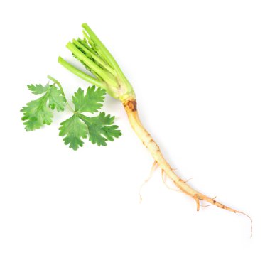 Beyaz zemin üzerine (bitkisel izole kişniş fışkın)