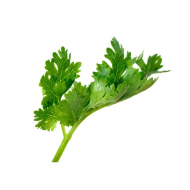 Beyaz zemin üzerine (bitkisel izole kişniş fışkın)