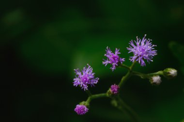 Küçük ironweed, Vernonia cinerea bitki az mor çiçek