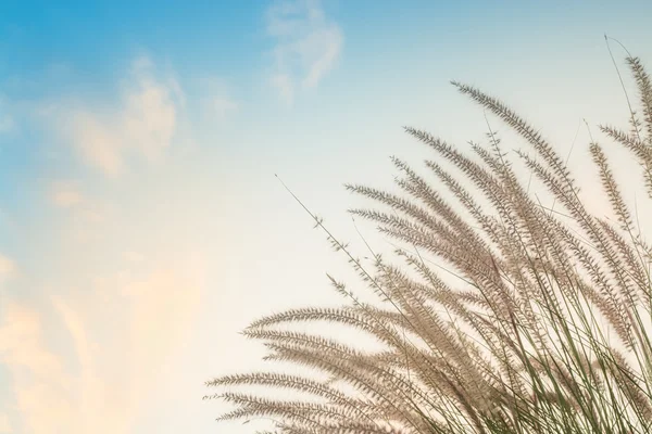 Beau jardin relaxant et ciel en saison hivernale pour une utilisation de fond — Photo