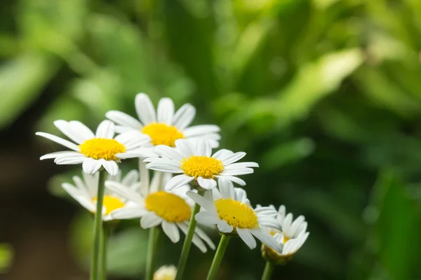 Makro piękne białe stokrotki kwiaty w ogrodzie dla tekstura tło — Zdjęcie stockowe