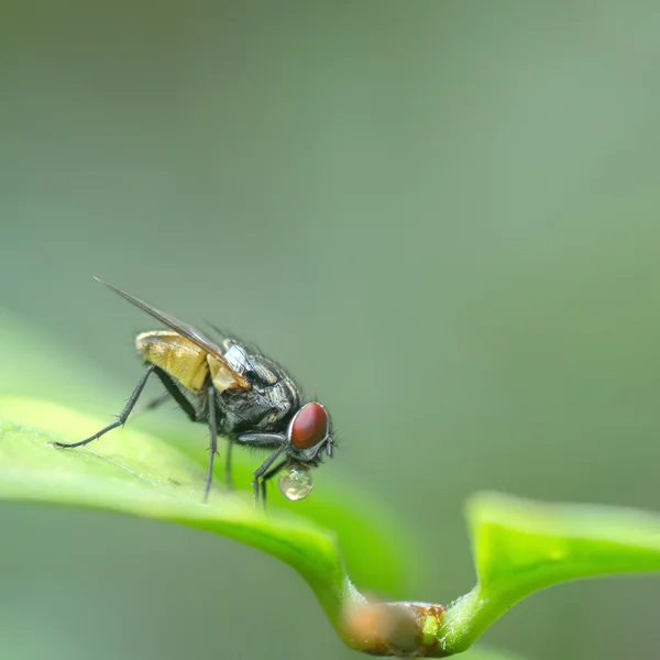 Una macro toma de mosca sobre hojas verdes. Vivir casa mosca .Insect clo — Foto de Stock