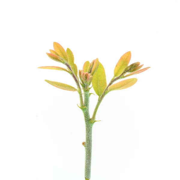 Beautiful Spring buds isolate on white background — Stock Photo, Image