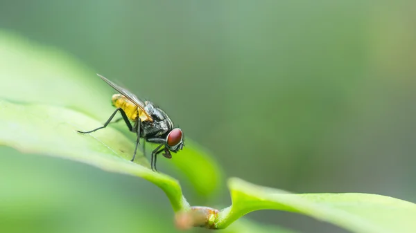 Una macro toma de mosca sobre hojas verdes. Vivir casa mosca .Insect clo — Foto de Stock