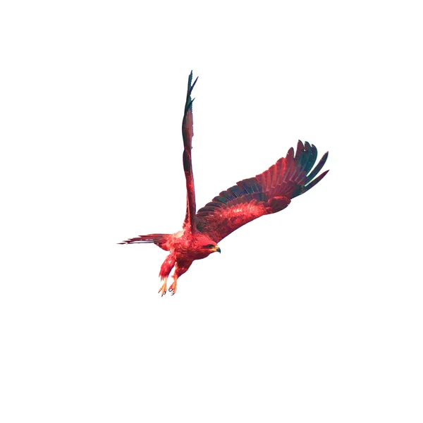 Krásný falcon (černý drak) pták létá v nebi izolovat na bílém pozadí — Stock fotografie