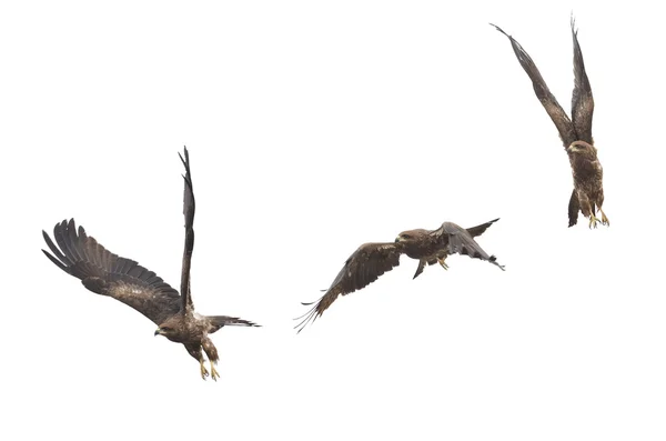 Belo falcão (Black Kite) Pássaro voando no céu isolado no fundo branco — Fotografia de Stock