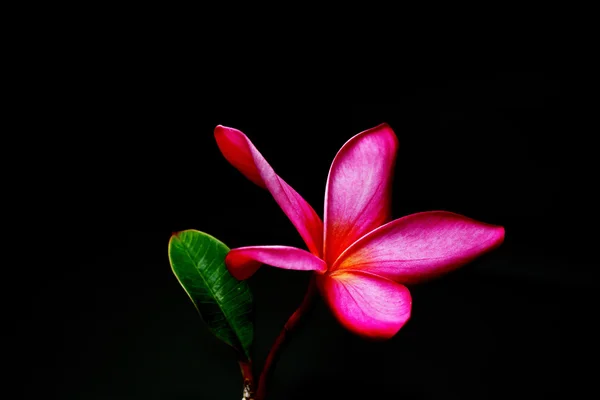 Frangipani (plumeria) ve sosyal medya için tatlı çiçekler b kapak — Stok fotoğraf