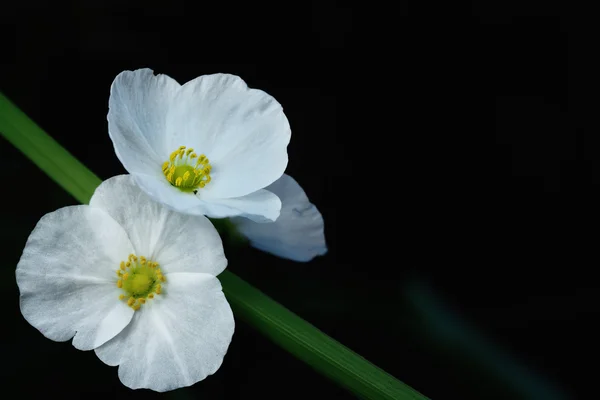 Sagittaria lancifolia L., strzałka głowy Ame syn izolować czarny ba — Zdjęcie stockowe