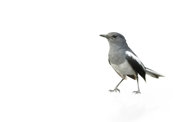 Pássaro preto e branco, Magpie Robin isolado em fundo branco . — Fotografia de Stock