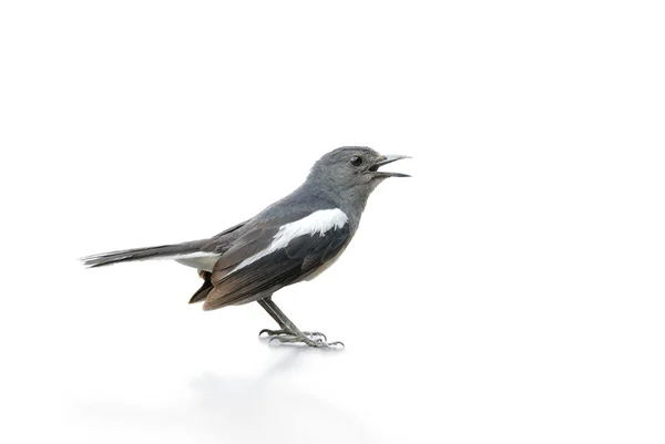 Pássaro preto e branco, Magpie Robin isolado em fundo branco . — Fotografia de Stock