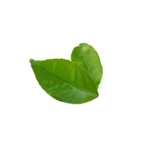 레몬 잎 흰색 배경 (석 회의 잎에 격리) — 스톡 사진