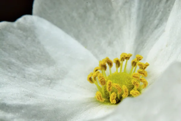 Sagittaria lancifolia L., Arrow Head Ame Hijo aislado en ba negro — Foto de Stock