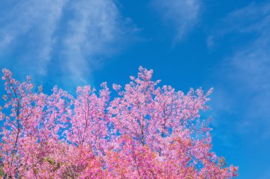 Bahar Sakura Kiraz Çiçeği