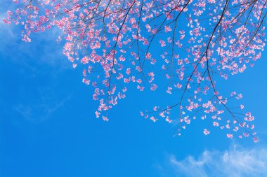 Bahar Sakura Kiraz Çiçeği