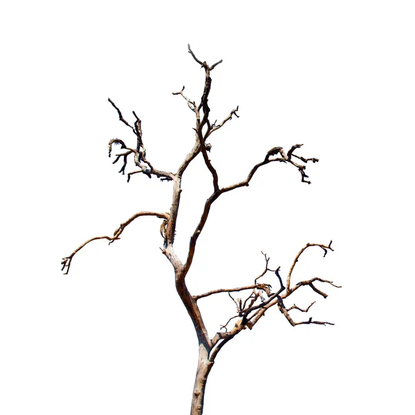 Barren tree isolate on white background — Stock Photo, Image