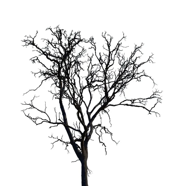 Kala träd isolera på vit bakgrund — Stockfoto