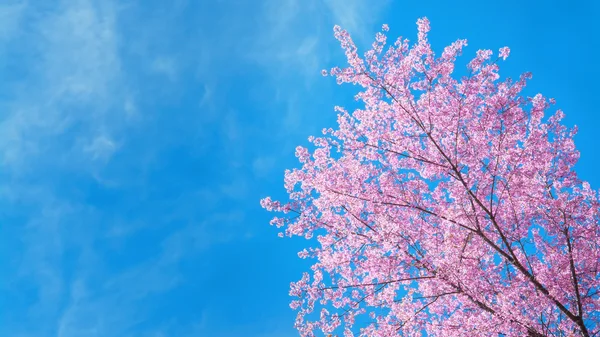 Bahar Sakura Kiraz Çiçeği