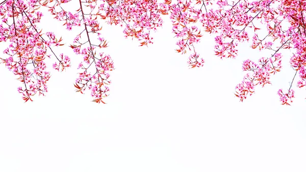 Våren Sakura Cherry Blossom — Stockfoto