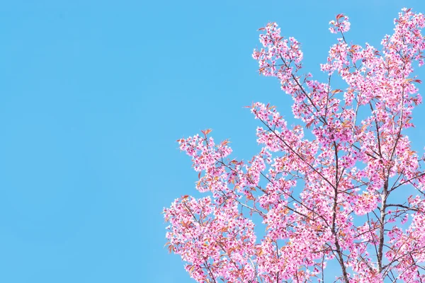 Primavera Sakura flor de cerezo —  Fotos de Stock