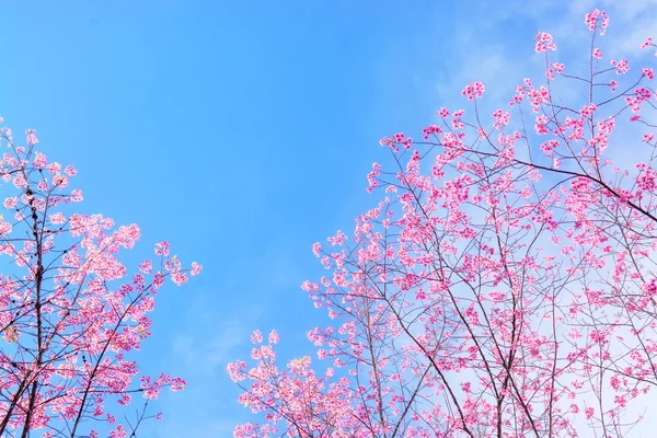 春天樱花樱花盛开 — 图库照片