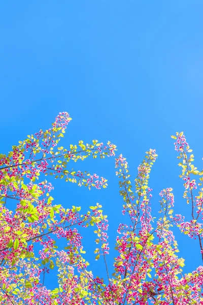 Våren Sakura Cherry Blossom — Stockfoto