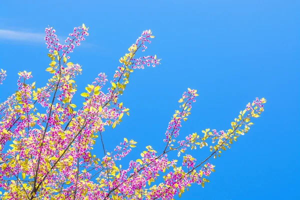 Primavera Sakura cereja flor — Fotografia de Stock