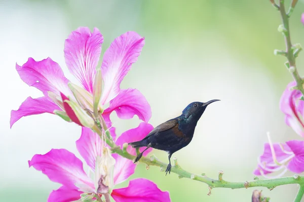 Fioletowy Sunbird: Ptaka perching na kwiaty — Zdjęcie stockowe