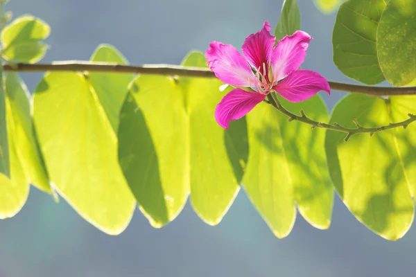Дерево метеликів, дерево орхідей, фіолетове Баухінія Прекрасний рожевий потік — стокове фото