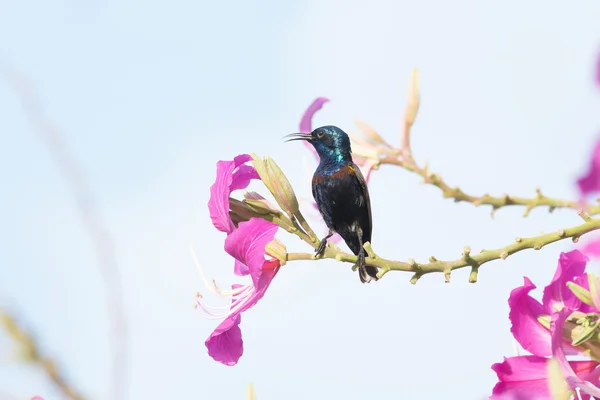 Tournesol violet : oiseau perché sur la fleur — Photo