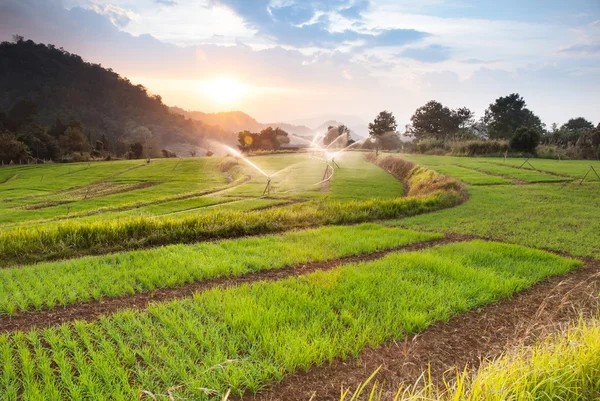 Krajina zelené rýžové farmě — Stock fotografie