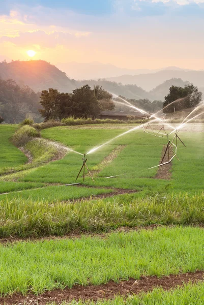 Landscape of green rice farm — Stock Photo, Image