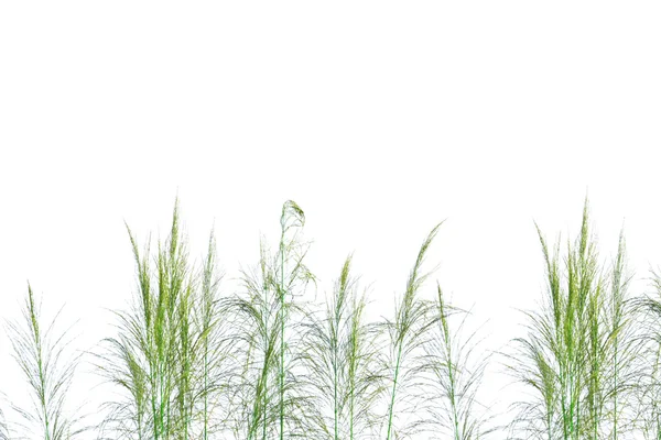 Güzel yeşil çim beyaz arka plan üzerinde — Stok fotoğraf