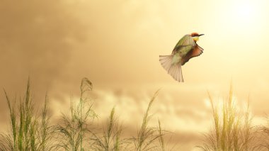 Barış (kavram resim görüntü show duygu barış duygu) 