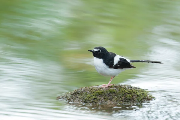 Bird Forktail con respaldo negro, Encaramado en piedra con río verde s —  Fotos de Stock