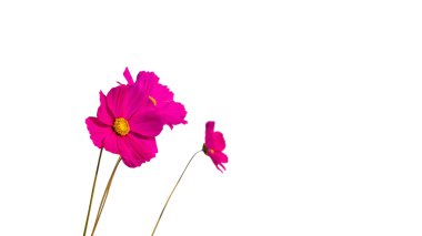 güzel cosmos çiçek