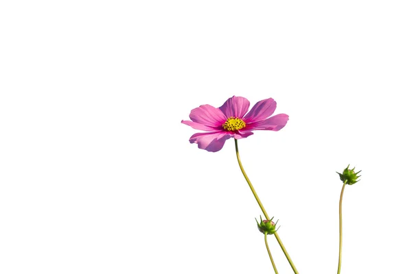 Beautiful Cosmos flower — Stock Photo, Image