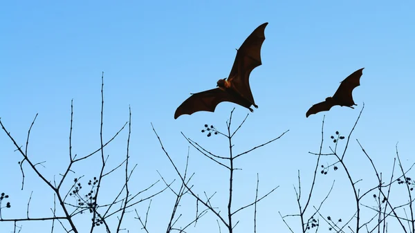 在分离背景-万圣节嘉年华飞的蝙蝠剪影 — 图库照片