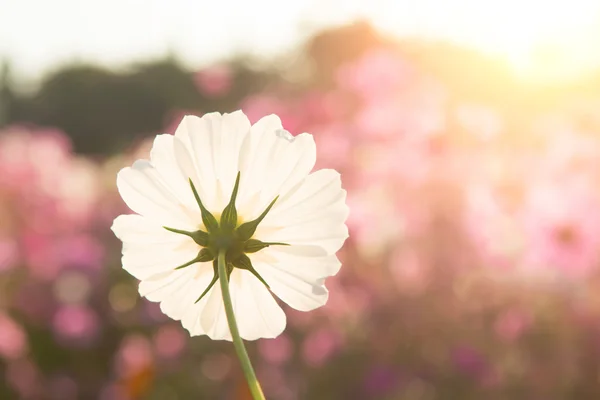 Kwiat kosmei w czas rano (wschód słońca) — Zdjęcie stockowe