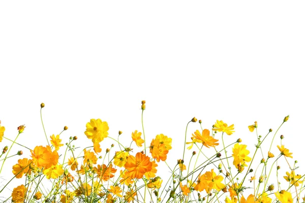 Giallo Cosmos campo prato fiorito isolare su bianco come sfondo — Foto Stock