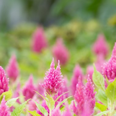 Arka plan olarak güzel renkli çiçek. (Ön plan ve ba bulanıklığı