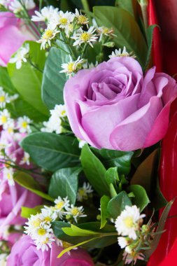 Arka plan olarak taze mor gülü