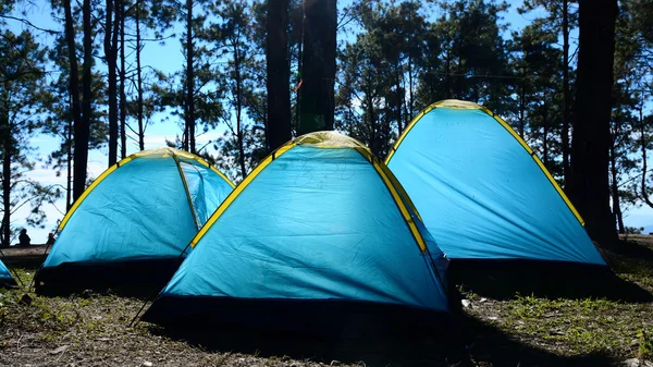 Férias acampar sob agente de árvore sol iluminação — Fotografia de Stock