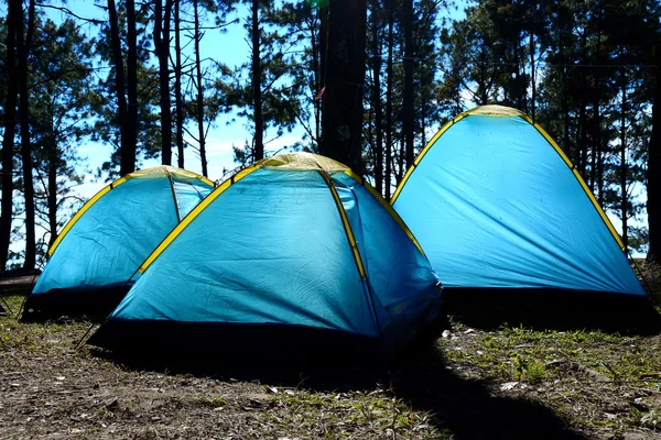 Ağaç Ajan güneş ışığı altında kamp tatil — Stok fotoğraf