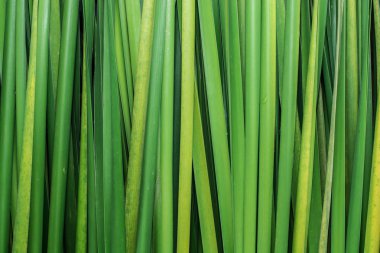 arka plan bitki yeşil zemin