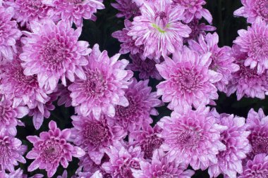 Papatya çiçek çiftlik arka plan olarak