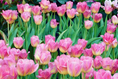 Güzel freshtulips Çiçek bahçesinde