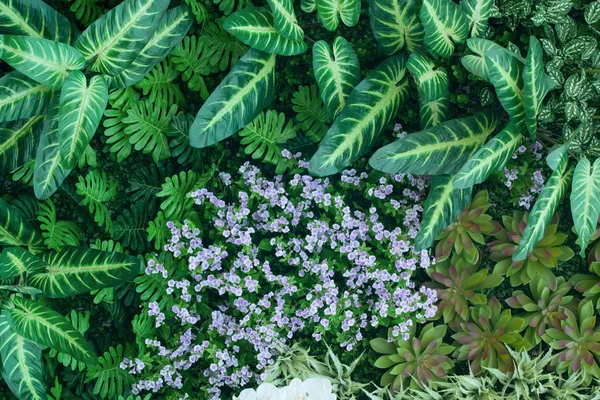 Green leaves nature plant background — Stock Photo, Image