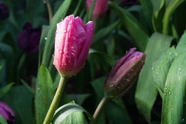 Freshtulips piękny kwiat w ogrodzie — Zdjęcie stockowe