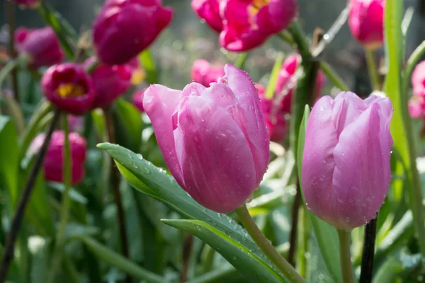 花园里的美丽 freshtulips 花 — 图库照片