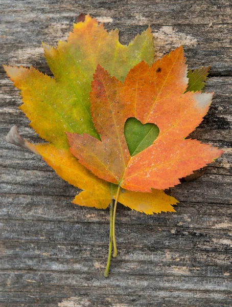 Ahornblatt, um das Herz am Baum zu schneiden. Liebesblatt zum Valentinstag. — Stockfoto